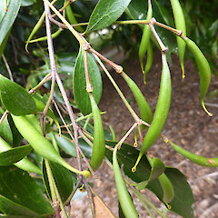 Green fruits on planted tree, Virginia Lake Reserve, Whanganui.<br>Photographer: Colin C. Ogle, Date taken: 04/02/2019, Licence: <a target='_blank' href='https://creativecommons.org/licenses/by-nc/4.0'>CC BY-NC</a>. <a class='member-message' href='/nzpcn/why-join-nzpcn/' target='_blank'>Members can view a larger version of this image.</a>