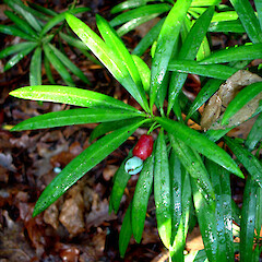 Podocarpus elatus.<br>Photographer: Peter J de Lange, Licence: <a target='_blank' href='https://creativecommons.org/licenses/by-nc/4.0'>CC BY-NC</a>. <a class='member-message' href='/nzpcn/why-join-nzpcn/' target='_blank'>Members can view a larger version of this image.</a>