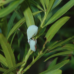 Immature fruit; planted garden tree, Great North Road, Whanganui.<br>Photographer: Colin C. Ogle, Date taken: 18/03/2008, Licence: <a target='_blank' href='https://creativecommons.org/licenses/by-nc/4.0'>CC BY-NC</a>.
