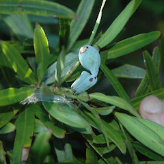 Immature fruit; planted garden tree, Great North Road, Whanganui.<br>Photographer: Colin C. Ogle, Date taken: 18/03/2008, Licence: <a target='_blank' href='https://creativecommons.org/licenses/by-nc/4.0'>CC BY-NC</a>.
