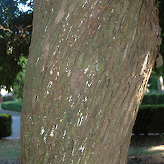 Planted garden tree, Great North Road, Whanganui.<br>Photographer: Colin C. Ogle, Date taken: 18/03/2008, Licence: <a target='_blank' href='https://creativecommons.org/licenses/by-nc/4.0'>CC BY-NC</a>.