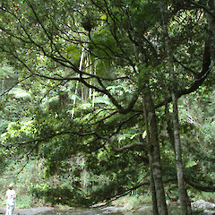 Naturally growing tree; Waringa Pool, Springbrook NP, Gold Coast, Queensland.<br>Photographer: Colin C. Ogle, Date taken: 01/10/2006, Licence: <a target='_blank' href='https://creativecommons.org/licenses/by-nc/4.0'>CC BY-NC</a>. <a class='member-message' href='/nzpcn/why-join-nzpcn/' target='_blank'>Members can view a larger version of this image.</a>