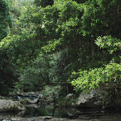 Naturally growing tree; Waringa Pool, Springbrook NP, Gold Coast, Queensland.<br>Photographer: Colin C. Ogle, Date taken: 01/10/2006, Licence: <a target='_blank' href='https://creativecommons.org/licenses/by-nc/4.0'>CC BY-NC</a>. <a class='member-message' href='/nzpcn/why-join-nzpcn/' target='_blank'>Members can view a larger version of this image.</a>