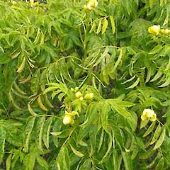 Senna xfloribunda introgressant, tree way, Mt Albert, Auckland.<br>Photographer: Jonathan Boow, Date taken: 26/07/2006, Licence: All rights reserved.