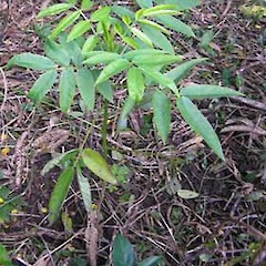 Senna xfloribunda seedling, tree way, Mt Albert, Auckland.<br>Photographer: Jonathan Boow, Date taken: 26/07/2006, Licence: All rights reserved.
