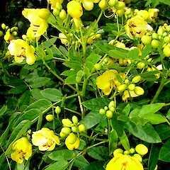 Senna ×floribunda.<br>Photographer: Peter J de Lange, Licence: <a target='_blank' href='https://creativecommons.org/licenses/by-nc/4.0'>CC BY-NC</a>. <a class='member-message' href='/nzpcn/why-join-nzpcn/' target='_blank'>Members can view a larger version of this image.</a>