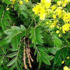 Senna ×floribunda.<br>Photographer: Peter J de Lange, Licence: <a target='_blank' href='https://creativecommons.org/licenses/by-nc/4.0'>CC BY-NC</a>. <a class='member-message' href='/nzpcn/why-join-nzpcn/' target='_blank'>Members can view a larger version of this image.</a>