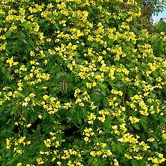 Senna ×floribunda.<br>Photographer: Peter J de Lange, Licence: <a target='_blank' href='https://creativecommons.org/licenses/by-nc/4.0'>CC BY-NC</a>. <a class='member-message' href='/nzpcn/why-join-nzpcn/' target='_blank'>Members can view a larger version of this image.</a>