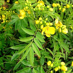 Senna ×floribunda.<br>Photographer: Peter J de Lange, Licence: <a target='_blank' href='https://creativecommons.org/licenses/by-nc/4.0'>CC BY-NC</a>. <a class='member-message' href='/nzpcn/why-join-nzpcn/' target='_blank'>Members can view a larger version of this image.</a>