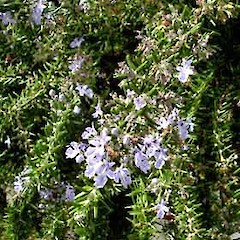 Rosmarinus officinalis.<br>Photographer: Peter J de Lange, Licence: <a target='_blank' href='https://creativecommons.org/licenses/by-nc/4.0'>CC BY-NC</a>.