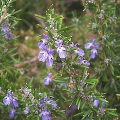 Rosmarinus officinalis.<br>Photographer: John Smith-Dodsworth, Licence: <a target='_blank' href='https://creativecommons.org/licenses/by-nc/4.0'>CC BY-NC</a>. <a class='member-message' href='/nzpcn/why-join-nzpcn/' target='_blank'>Members can view a larger version of this image.</a>
