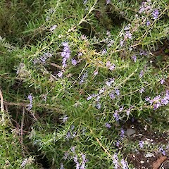 Rosmarinus officinalis.<br>Photographer: John Smith-Dodsworth, Licence: <a target='_blank' href='https://creativecommons.org/licenses/by-nc/4.0'>CC BY-NC</a>. <a class='member-message' href='/nzpcn/why-join-nzpcn/' target='_blank'>Members can view a larger version of this image.</a>