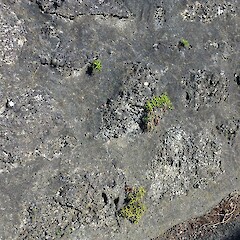Self-sown seedlings on stone wall, Whanganui. Dec 2011.<br>Photographer: Colin C. Ogle, Licence: <a target='_blank' href='https://creativecommons.org/licenses/by-nc/4.0'>CC BY-NC</a>. <a class='member-message' href='/nzpcn/why-join-nzpcn/' target='_blank'>Members can view a larger version of this image.</a>