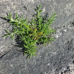 Self-sown seedling on stone wall, Whanganui. Dec 2011.<br>Photographer: Colin C. Ogle, Licence: <a target='_blank' href='https://creativecommons.org/licenses/by-nc/4.0'>CC BY-NC</a>. <a class='member-message' href='/nzpcn/why-join-nzpcn/' target='_blank'>Members can view a larger version of this image.</a>