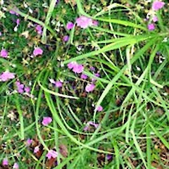 Geranium incanum.<br>Photographer: Peter J de Lange, Licence: <a target='_blank' href='https://creativecommons.org/licenses/by-nc/4.0'>CC BY-NC</a>.
