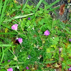 Geranium incanum.<br>Photographer: Peter J de Lange, Licence: <a target='_blank' href='https://creativecommons.org/licenses/by-nc/4.0'>CC BY-NC</a>.