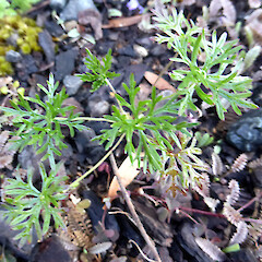 Self-established seedling in gravel-garden, St John’s Hill, Whanganui.<br>Photographer: Colin C. Ogle, Date taken: 01/10/2019, Licence: <a target='_blank' href='https://creativecommons.org/licenses/by-nc/4.0'>CC BY-NC</a>. <a class='member-message' href='/nzpcn/why-join-nzpcn/' target='_blank'>Members can view a larger version of this image.</a>