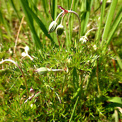 Flower buds; self-established in gravel driveway, Bastia Hill, Whanganui.<br>Photographer: Colin C. Ogle, Date taken: 25/09/2015, Licence: <a target='_blank' href='https://creativecommons.org/licenses/by-nc/4.0'>CC BY-NC</a>. <a class='member-message' href='/nzpcn/why-join-nzpcn/' target='_blank'>Members can view a larger version of this image.</a>