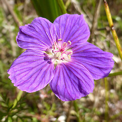 Self-established in gravel drive-way, Basia Hill, Whanganui.<br>Photographer: Colin C. Ogle, Date taken: 25/09/2015, Licence: <a target='_blank' href='https://creativecommons.org/licenses/by-nc/4.0'>CC BY-NC</a>. <a class='member-message' href='/nzpcn/why-join-nzpcn/' target='_blank'>Members can view a larger version of this image.</a>