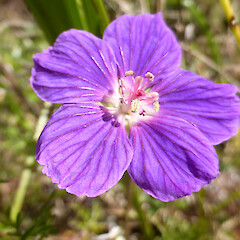 Self-established in gravel drive-way, Basia Hill, Whanganui.<br>Photographer: Colin C. Ogle, Date taken: 25/09/2015, Licence: <a target='_blank' href='https://creativecommons.org/licenses/by-nc/4.0'>CC BY-NC</a>. <a class='member-message' href='/nzpcn/why-join-nzpcn/' target='_blank'>Members can view a larger version of this image.</a>