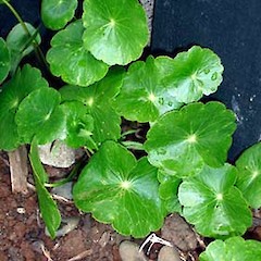 Hydrocotyle umbellata wild in coarse soil at margin of footpath and wooden fence, Asquith Ave, Mt Albert, Auckland.<br>Photographer: Peter J de Lange, Date taken: 18/12/2006, Licence: <a target='_blank' href='https://creativecommons.org/licenses/by-nc/4.0'>CC BY-NC</a>.