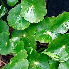 Hydrocotyle umbellata close up of wild plant, Asquith Ave, Mt Albert, Auckland.<br>Photographer: Peter J de Lange, Date taken: 18/12/2006, Licence: <a target='_blank' href='https://creativecommons.org/licenses/by-nc/4.0'>CC BY-NC</a>.