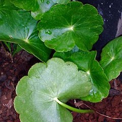 Hydrocotyle umbellata showing under side of leaf and petiole/leaf junction, Asquith Ave, Mt Albert, Auckland.<br>Photographer: Peter J de Lange, Date taken: 18/12/2006, Licence: <a target='_blank' href='https://creativecommons.org/licenses/by-nc/4.0'>CC BY-NC</a>.