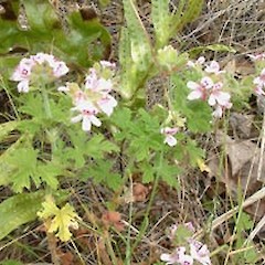 Pelargonium crispum.<br>Photographer: John Smith-Dodsworth, Licence: <a target='_blank' href='https://creativecommons.org/licenses/by-nc/4.0'>CC BY-NC</a>.