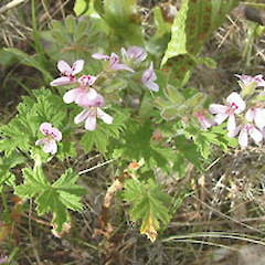 Pelargonium crispum.<br>Photographer: John Smith-Dodsworth, Licence: <a target='_blank' href='https://creativecommons.org/licenses/by-nc/4.0'>CC BY-NC</a>.