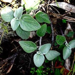 Plectranthus argentatus young plants established in illegal roadside garden waste dump, St Lukes Road, Auckland City,.<br>Photographer: Peter J de Lange, Date taken: 17/09/2006, Licence: <a target='_blank' href='https://creativecommons.org/licenses/by-nc/4.0'>CC BY-NC</a>.