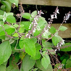 Plectranthus argentatus.<br>Photographer: Peter J de Lange, Licence: <a target='_blank' href='https://creativecommons.org/licenses/by-nc/4.0'>CC BY-NC</a>. <a class='member-message' href='/nzpcn/why-join-nzpcn/' target='_blank'>Members can view a larger version of this image.</a>