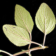 Plectranthus argentatus.<br>Photographer: Peter J de Lange, Licence: <a target='_blank' href='https://creativecommons.org/licenses/by-nc/4.0'>CC BY-NC</a>. <a class='member-message' href='/nzpcn/why-join-nzpcn/' target='_blank'>Members can view a larger version of this image.</a>