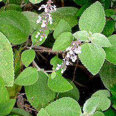 Plectranthus argentatus.<br>Photographer: Peter J de Lange, Licence: <a target='_blank' href='https://creativecommons.org/licenses/by-nc/4.0'>CC BY-NC</a>. <a class='member-message' href='/nzpcn/why-join-nzpcn/' target='_blank'>Members can view a larger version of this image.</a>