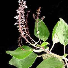 Plectranthus argentatus.<br>Photographer: Peter J de Lange, Licence: <a target='_blank' href='https://creativecommons.org/licenses/by-nc/4.0'>CC BY-NC</a>. <a class='member-message' href='/nzpcn/why-join-nzpcn/' target='_blank'>Members can view a larger version of this image.</a>