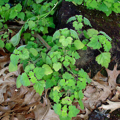 Plectranthus saccatus.<br>Photographer: Peter J de Lange, Licence: <a target='_blank' href='https://creativecommons.org/licenses/by-nc/4.0'>CC BY-NC</a>. <a class='member-message' href='/nzpcn/why-join-nzpcn/' target='_blank'>Members can view a larger version of this image.</a>