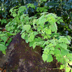Plectranthus saccatus.<br>Photographer: Peter J de Lange, Licence: <a target='_blank' href='https://creativecommons.org/licenses/by-nc/4.0'>CC BY-NC</a>. <a class='member-message' href='/nzpcn/why-join-nzpcn/' target='_blank'>Members can view a larger version of this image.</a>