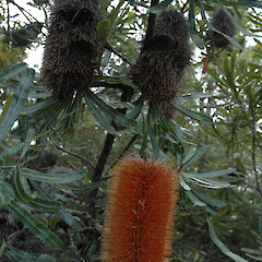 In peaty dune hollow, Bribie Island, Queensland, Australia - seed ‘cones’ and dying flower head.<br>Photographer: Colin C. Ogle, Date taken: 01/04/2010, Licence: <a target='_blank' href='https://creativecommons.org/licenses/by-nc/4.0'>CC BY-NC</a>. <a class='member-message' href='/nzpcn/why-join-nzpcn/' target='_blank'>Members can view a larger version of this image.</a>