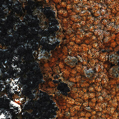 Bark on trunk; peaty dune hollow, Pine Ridge Reserve, Gold Coast, Queensland, Australia.<br>Photographer: Colin C. Ogle, Date taken: 30/10/2010, Licence: <a target='_blank' href='https://creativecommons.org/licenses/by-nc/4.0'>CC BY-NC</a>. <a class='member-message' href='/nzpcn/why-join-nzpcn/' target='_blank'>Members can view a larger version of this image.</a>