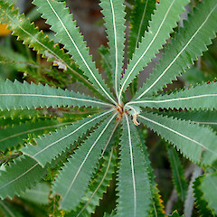 New foliage; peaty dune hollow, Pine Ridge Reserve, Gold Coast, Queensland, Australia.<br>Photographer: Colin C. Ogle, Date taken: 09/04/2010, Licence: <a target='_blank' href='https://creativecommons.org/licenses/by-nc/4.0'>CC BY-NC</a>. <a class='member-message' href='/nzpcn/why-join-nzpcn/' target='_blank'>Members can view a larger version of this image.</a>