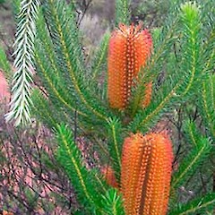 Banksia ericifolia close up of flowers, west of Cornwallis, Waitakere Ranges.<br>Photographer: Jonathan Boow, Licence: All rights reserved.