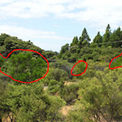Banksia ericifolia plants (circled patches) wild in gumland scrub, west of Cornwallis, Waitakere Ranges.<br>Photographer: Jonathan Boow, Licence: All rights reserved.
