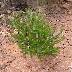 Banksia ericifolia sapling, west of Cornwallis, Waitakere Ranges.<br>Photographer: Jonathan Boow, Licence: All rights reserved.