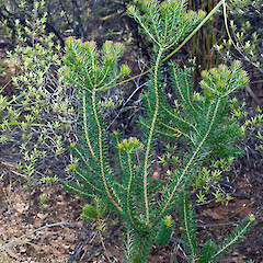Seedling. Waitakere.<br>Photographer: Jeremy R. Rolfe, Date taken: 22/10/2007, Licence: <a target='_blank' href='https://creativecommons.org/licenses/by/4.0'>CC BY</a>. <a class='member-message' href='/nzpcn/why-join-nzpcn/' target='_blank'>Members can view a larger version of this image.</a>