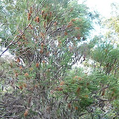 Banksia ericifolia var. ericifolia, in cult, Kennedy Bay.<br>Photographer: John Smith-Dodsworth, Licence: <a target='_blank' href='https://creativecommons.org/licenses/by-nc/4.0'>CC BY-NC</a>. <a class='member-message' href='/nzpcn/why-join-nzpcn/' target='_blank'>Members can view a larger version of this image.</a>