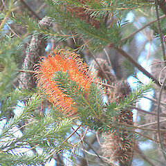 Banksia ericifolia var. ericifolia, in cult, Kennedy Bay.<br>Photographer: John Smith-Dodsworth, Licence: <a target='_blank' href='https://creativecommons.org/licenses/by-nc/4.0'>CC BY-NC</a>. <a class='member-message' href='/nzpcn/why-join-nzpcn/' target='_blank'>Members can view a larger version of this image.</a>