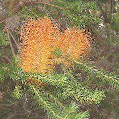 Banksia ericifolia var. ericifolia, in cult, Kennedy Bay.<br>Photographer: John Smith-Dodsworth, Licence: <a target='_blank' href='https://creativecommons.org/licenses/by-nc/4.0'>CC BY-NC</a>. <a class='member-message' href='/nzpcn/why-join-nzpcn/' target='_blank'>Members can view a larger version of this image.</a>
