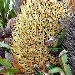 Inflorescence. In cultivation, Auckland. Dec 2006.<br>Photographer: Peter J de Lange, Licence: <a target='_blank' href='https://creativecommons.org/licenses/by-nc/4.0'>CC BY-NC</a>.