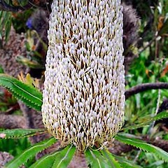 Inflorescence just before anthesis. In cultivation, Auckland. Dec 2006.<br>Photographer: Peter J de Lange, Licence: <a target='_blank' href='https://creativecommons.org/licenses/by-nc/4.0'>CC BY-NC</a>.