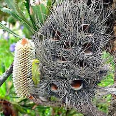 Old cone and emergent inflorescence. In cultivation, Auckland. 2006.<br>Photographer: Peter J de Lange, Licence: <a target='_blank' href='https://creativecommons.org/licenses/by-nc/4.0'>CC BY-NC</a>.