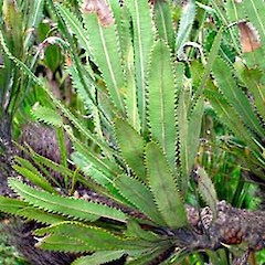 In cultivation, Auckland. Dec 2006.<br>Photographer: Peter J de Lange, Licence: <a target='_blank' href='https://creativecommons.org/licenses/by-nc/4.0'>CC BY-NC</a>.